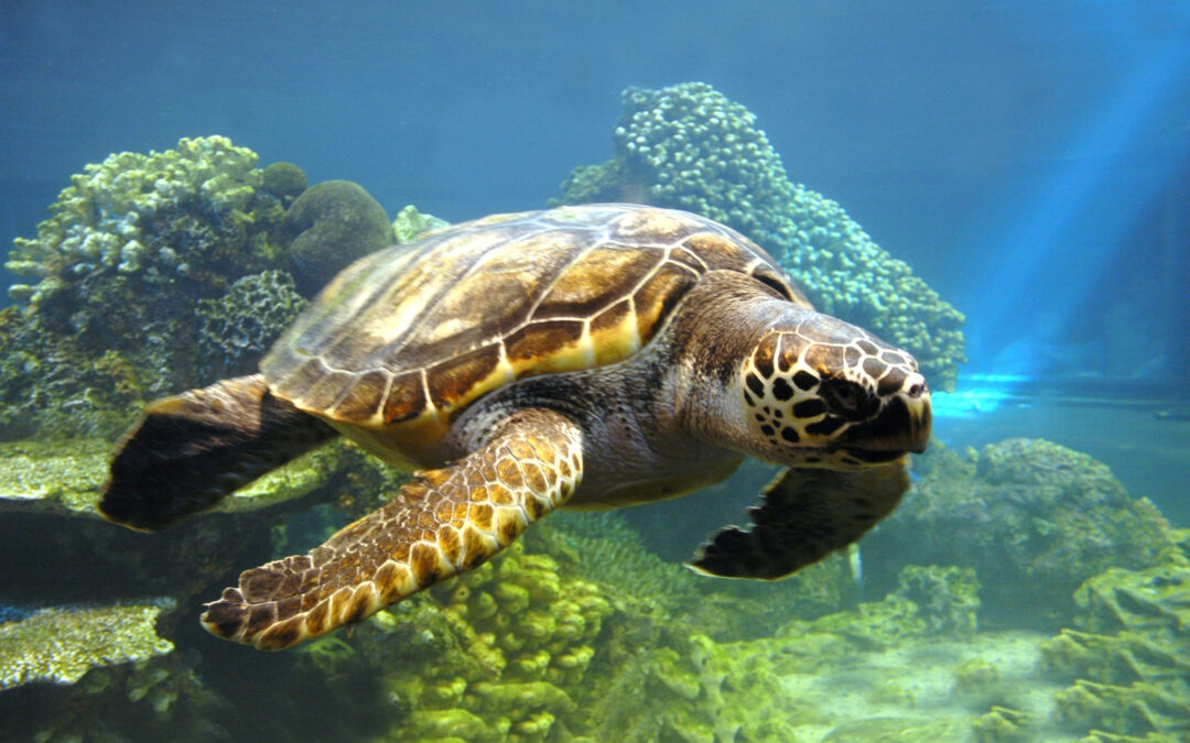 Correcta manipulación y liberación de tortugas marinas